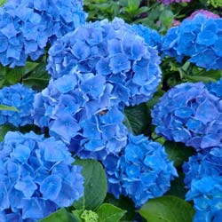 Hydrangea macro Renata Blue
